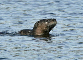 Northern River Otter